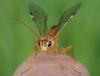 Tenthredopsis litterata